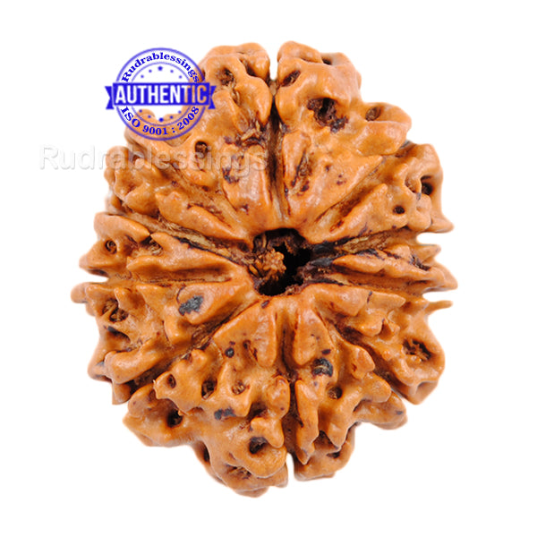 10 Mukhi Nepalese Rudraksha - Bead No. 149