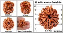 Load image into Gallery viewer, 10 Mukhi Nepalese Rudraksha - Bead No. 1
