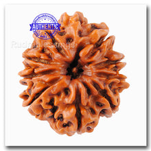 Load image into Gallery viewer, 10 Mukhi Nepalese Rudraksha - Bead No. 1
