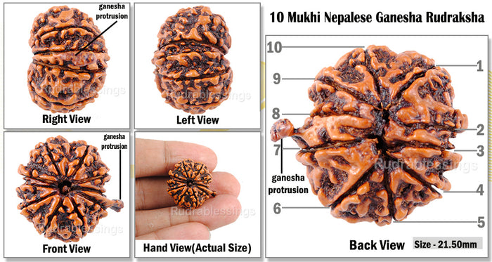 10 Mukhi Nepalese Ganesha Rudraksha - Bead No. 62
