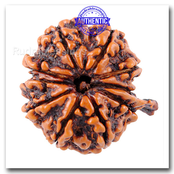 10 Mukhi Nepalese Ganesha Rudraksha - Bead No. 62