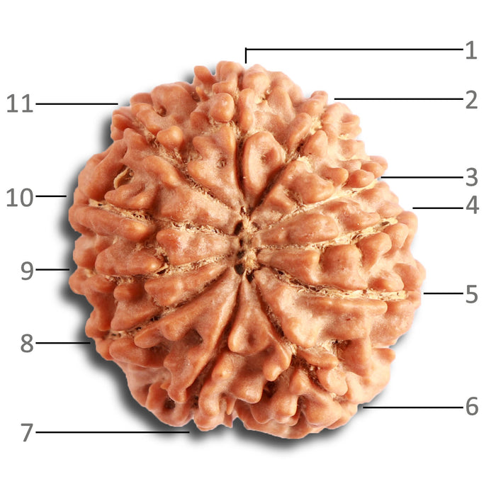 11 Mukhi Nepalese Rudraksha - Bead No. 326