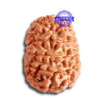 Load image into Gallery viewer, 11 Mukhi Nepalese Rudraksha - Bead No. 326
