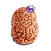 Load image into Gallery viewer, 11 Mukhi Nepalese Rudraksha - Bead No. 326
