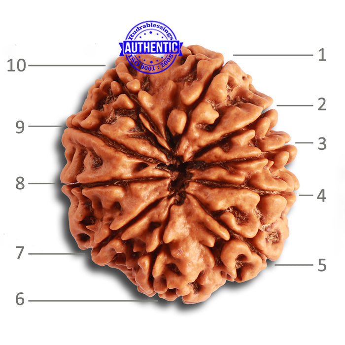 10 Mukhi Nepalese Rudraksha - Bead No. 343