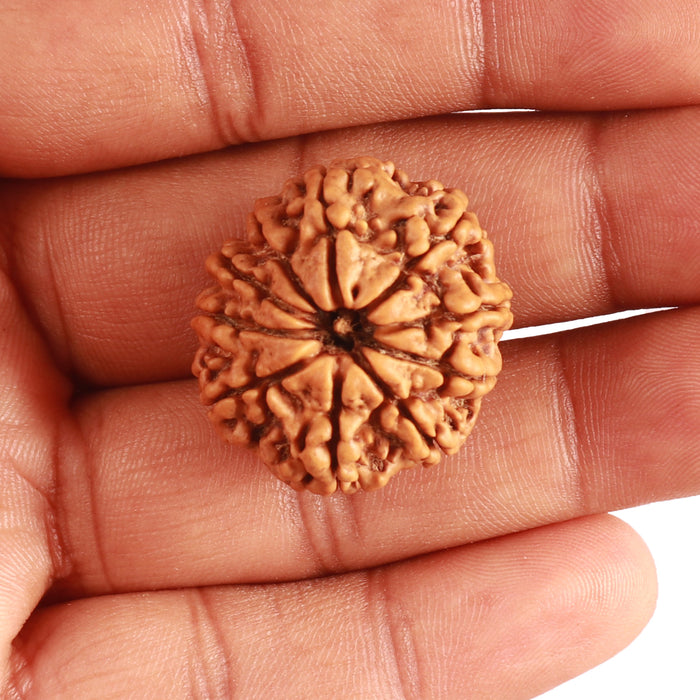 10 Mukhi Nepalese Rudraksha - Bead No. 343