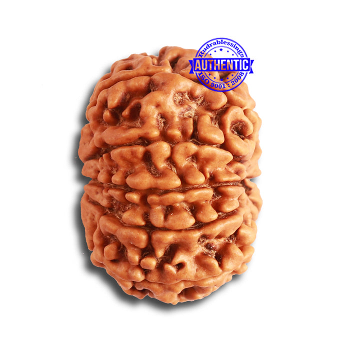 10 Mukhi Nepalese Rudraksha - Bead No. 343