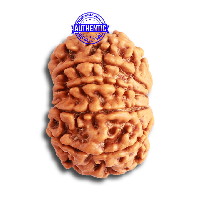 10 Mukhi Nepalese Rudraksha - Bead No. 343