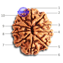 Load image into Gallery viewer, 10 Mukhi Nepalese Rudraksha - Bead No 344
