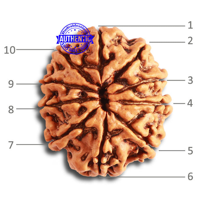 10 Mukhi Nepalese Rudraksha - Bead No 344