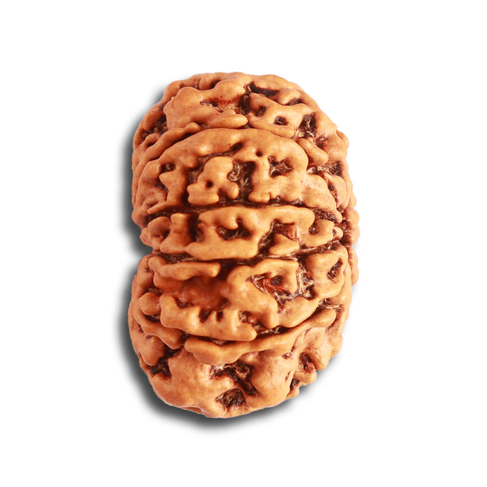 10 Mukhi Nepalese Rudraksha - Bead No 344