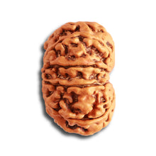 Load image into Gallery viewer, 10 Mukhi Nepalese Rudraksha - Bead No 344
