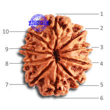 Load image into Gallery viewer, 10 Mukhi Nepalese Rudraksha - Bead No 345
