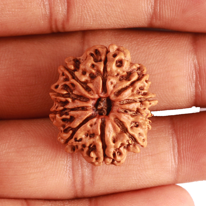 10 Mukhi Nepalese Rudraksha - Bead No 345