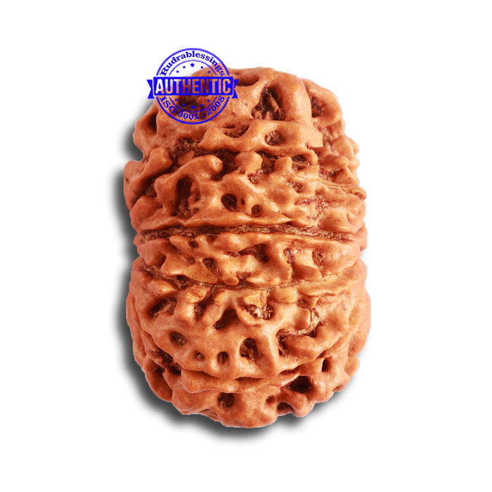 10 Mukhi Nepalese Rudraksha - Bead No 345
