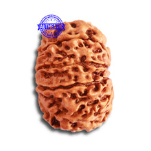 Load image into Gallery viewer, 10 Mukhi Nepalese Rudraksha - Bead No 345
