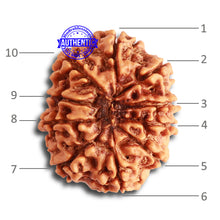 Load image into Gallery viewer, 10 Mukhi Nepalese Rudraksha - Bead No. 346
