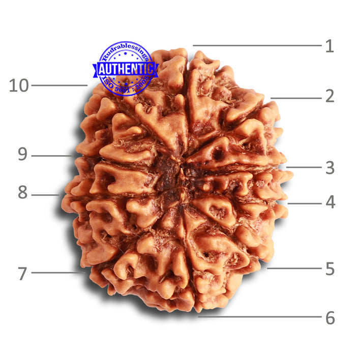 10 Mukhi Nepalese Rudraksha - Bead No. 346