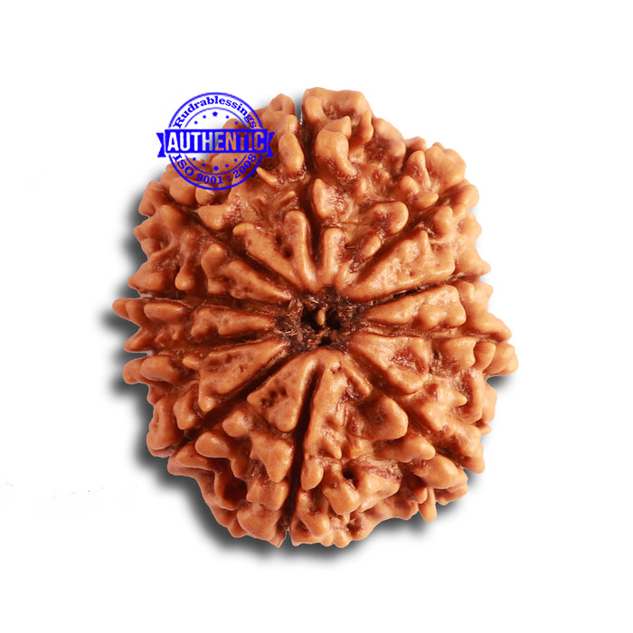10 Mukhi Nepalese Rudraksha - Bead No. 346