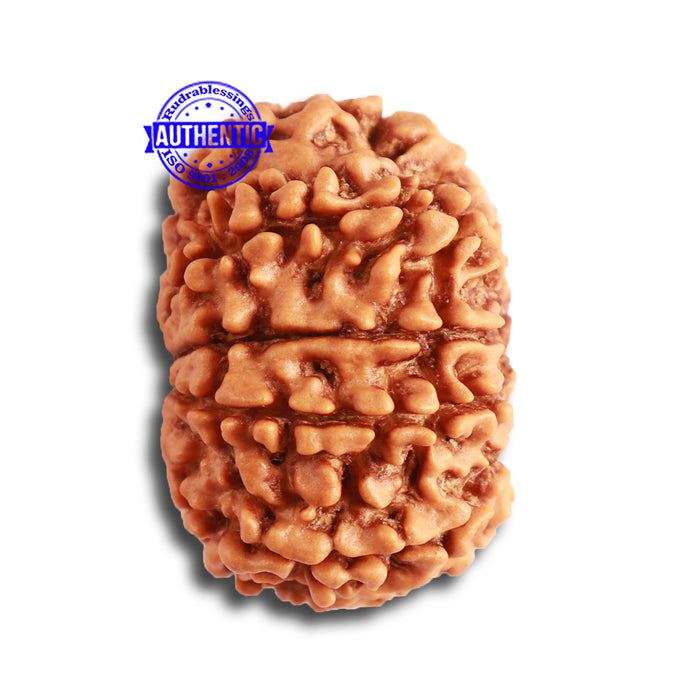 10 Mukhi Nepalese Rudraksha - Bead No. 346