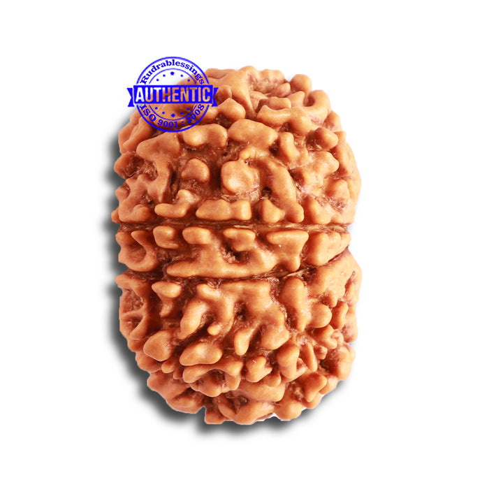 10 Mukhi Nepalese Rudraksha - Bead No. 346