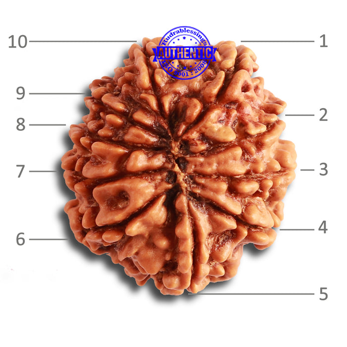 10 Mukhi Nepalese Rudraksha - Bead No. 347