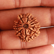 Load image into Gallery viewer, 10 Mukhi Nepalese Rudraksha - Bead No. 347
