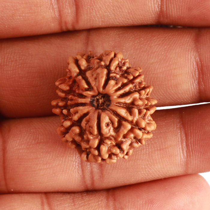 10 Mukhi Nepalese Rudraksha - Bead No. 347