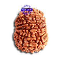 Load image into Gallery viewer, 10 Mukhi Nepalese Rudraksha - Bead No. 347
