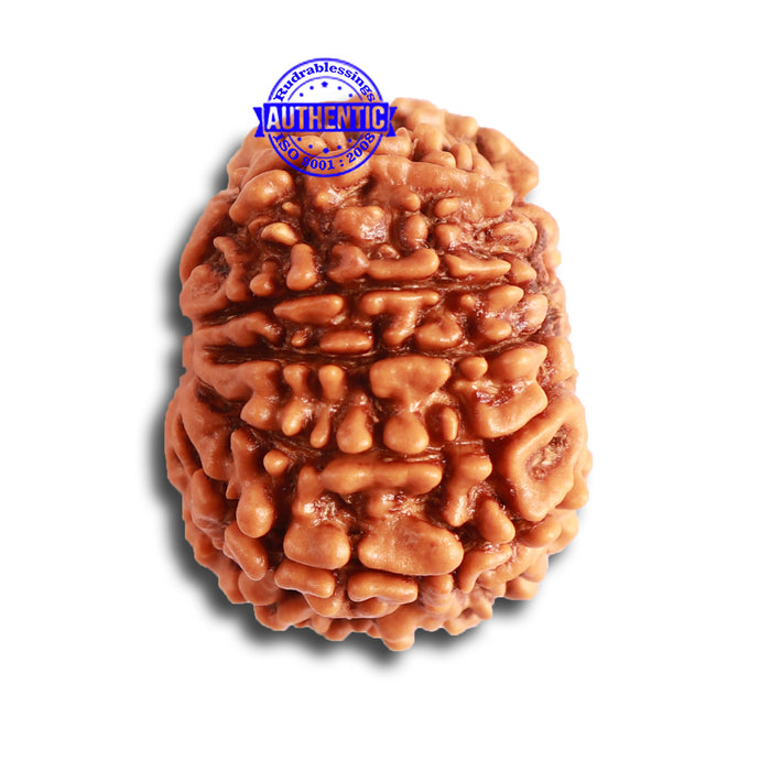 10 Mukhi Nepalese Rudraksha - Bead No. 347