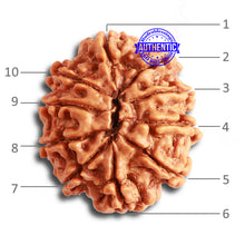 Load image into Gallery viewer, 10 Mukhi Nepalese Rudraksha - Bead No. 348
