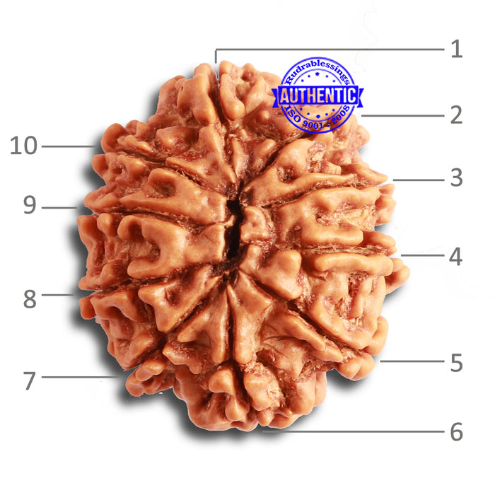 10 Mukhi Nepalese Rudraksha - Bead No. 348