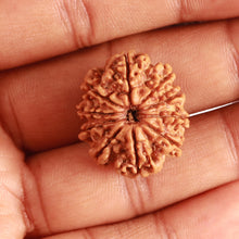Load image into Gallery viewer, 10 Mukhi Nepalese Rudraksha - Bead No. 348
