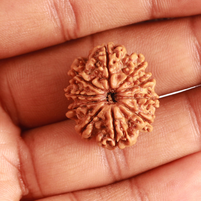 10 Mukhi Nepalese Rudraksha - Bead No. 348