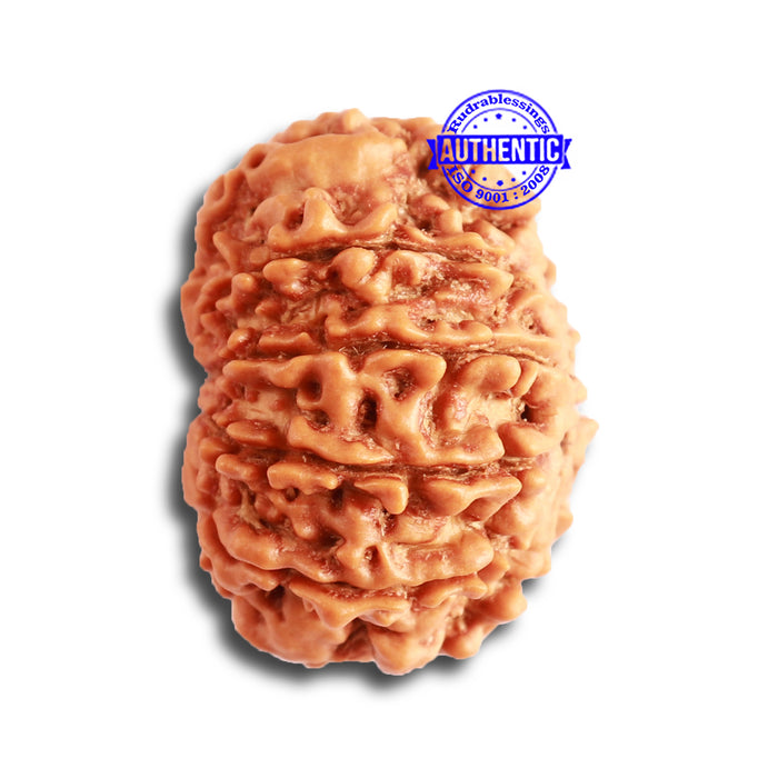 10 Mukhi Nepalese Rudraksha - Bead No. 348
