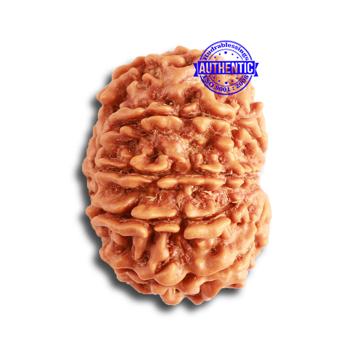 10 Mukhi Nepalese Rudraksha - Bead No. 348