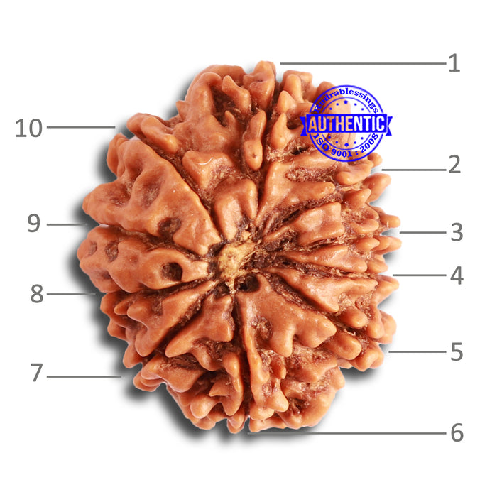 10 Mukhi Nepalese Rudraksha - Bead No 349