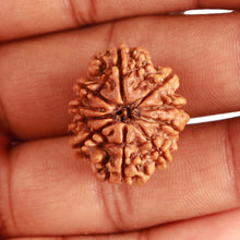 Load image into Gallery viewer, 10 Mukhi Nepalese Rudraksha - Bead No 349
