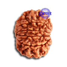 Load image into Gallery viewer, 10 Mukhi Nepalese Rudraksha - Bead No 349

