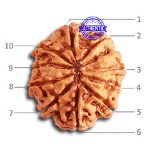 Load image into Gallery viewer, 10 Mukhi Nepalese Rudraksha - Bead No. 350
