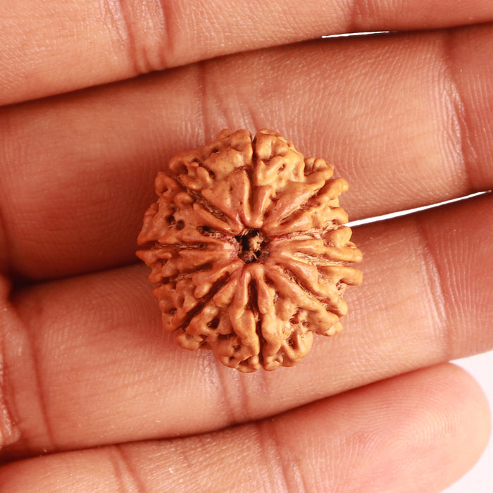 10 Mukhi Nepalese Rudraksha - Bead No. 350