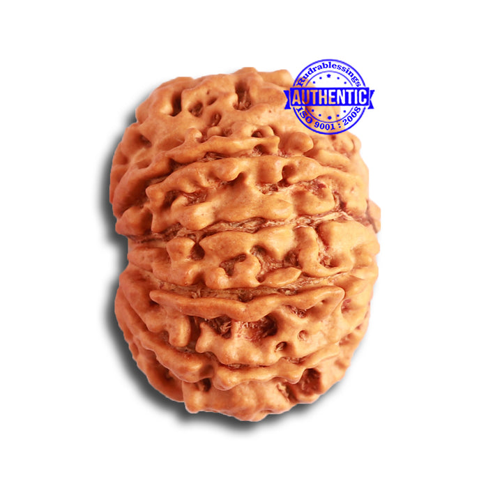 10 Mukhi Nepalese Rudraksha - Bead No. 350