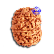 Load image into Gallery viewer, 10 Mukhi Nepalese Rudraksha - Bead No. 350
