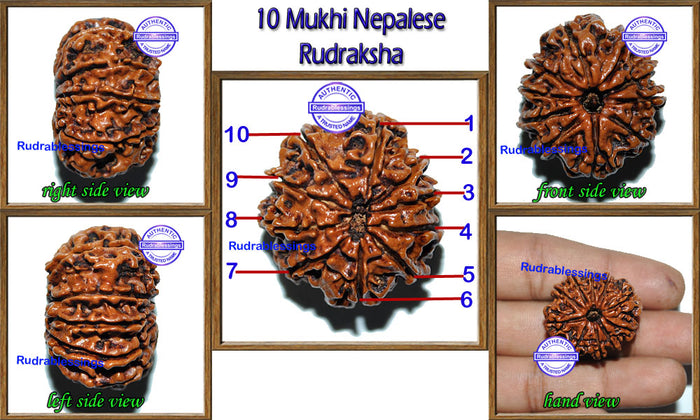 10 Mukhi Nepalese Rudraksha - Bead No. 23