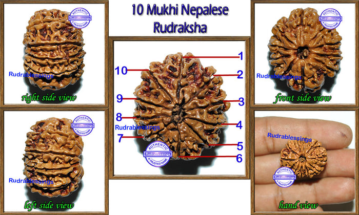 10 Mukhi Nepalese Rudraksha - Bead No. 27