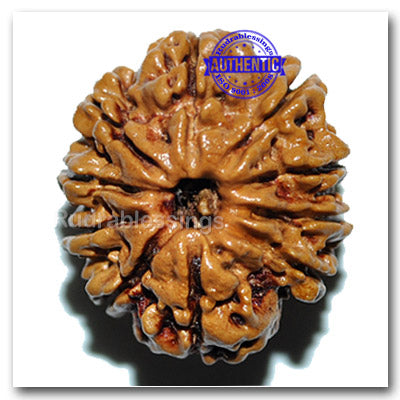 10 Mukhi Nepalese Rudraksha - Bead No. 27