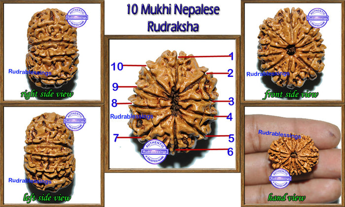 10 Mukhi Nepalese Rudraksha - Bead No. 28