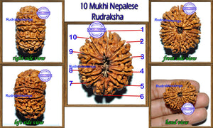 10 Mukhi Nepalese Rudraksha - Bead No. 36