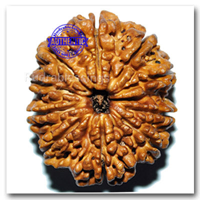 10 Mukhi Nepalese Rudraksha - Bead No. 36