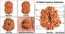 Load image into Gallery viewer, 10 Mukhi Nepalese Rudraksha - Bead No. 104
